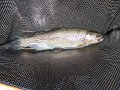 Kettle Trout4